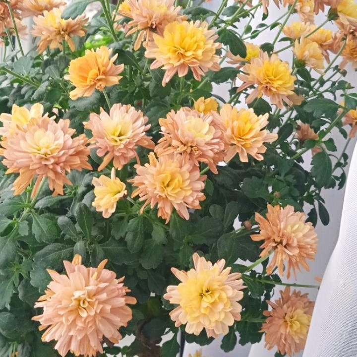 Хризантема мультифлора