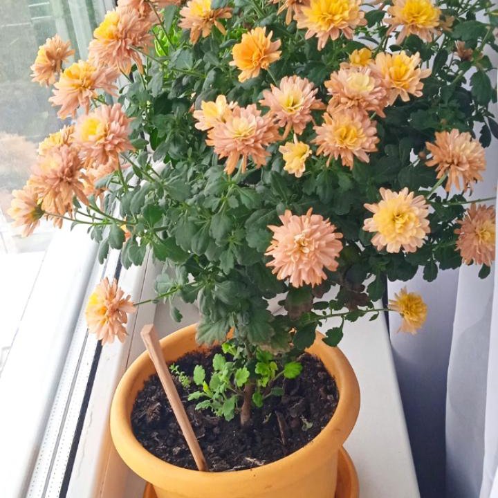 Хризантема мультифлора