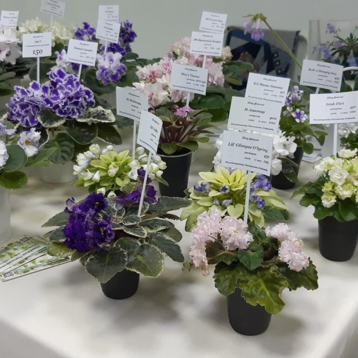 Выставка комнатных растений 17-18 мая ЕКБ