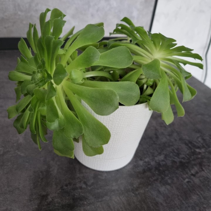 Суккуленты Эониум