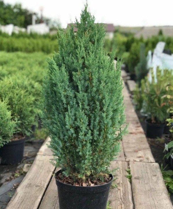 Можжевельник китайский Стрикта 100/120 Juniperus chinensis Stricta 25л (ЗК)