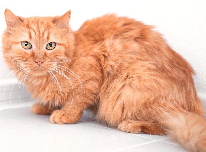 Ярко-рыжая пушистая кошка Топаза в добрые руки