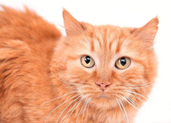 Ярко-рыжая пушистая кошка Топаза в добрые руки