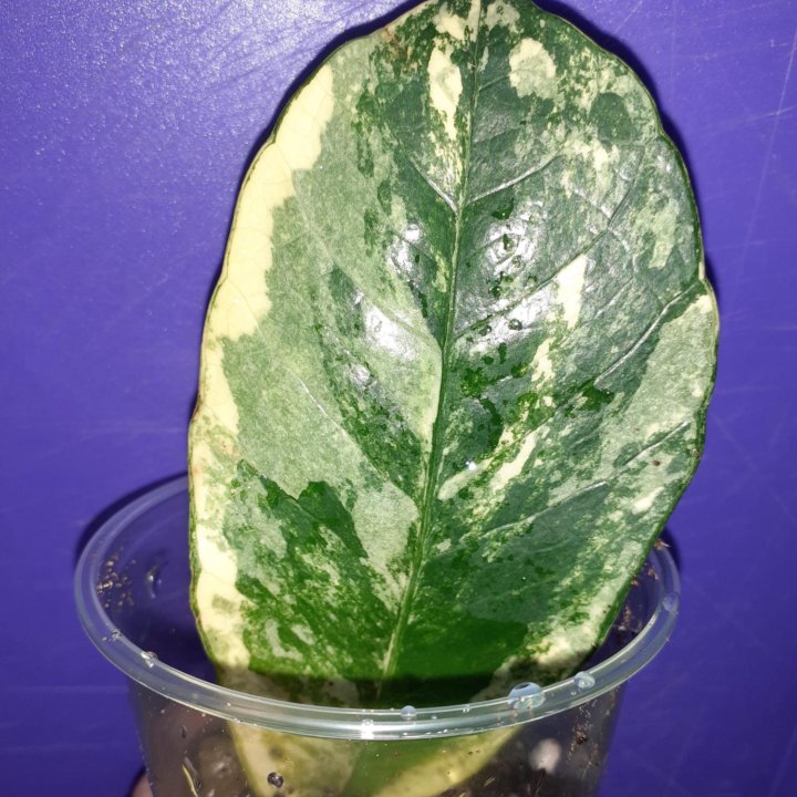 Замиокулькас вариегатный Long Leaf Lemon var ИР.