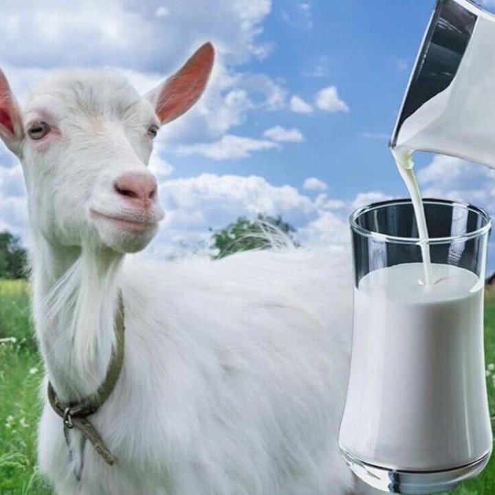 Козье молоко