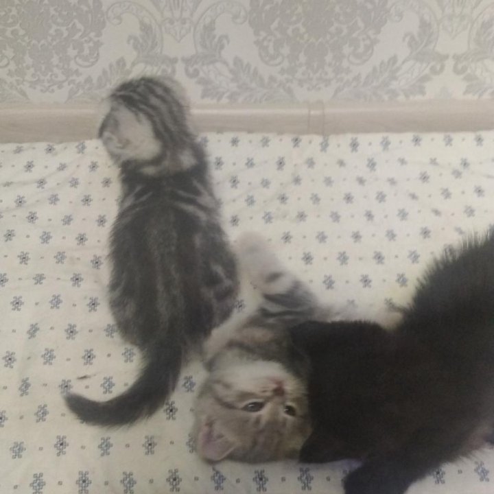 Котята шотландские