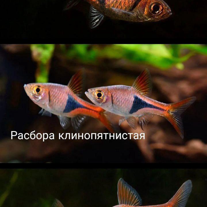 Разбора клинопятнистая