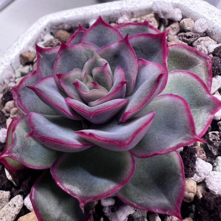 Echeveria 'mystery' детки