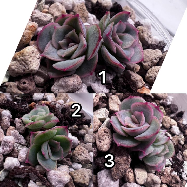 Echeveria 'mystery' детки