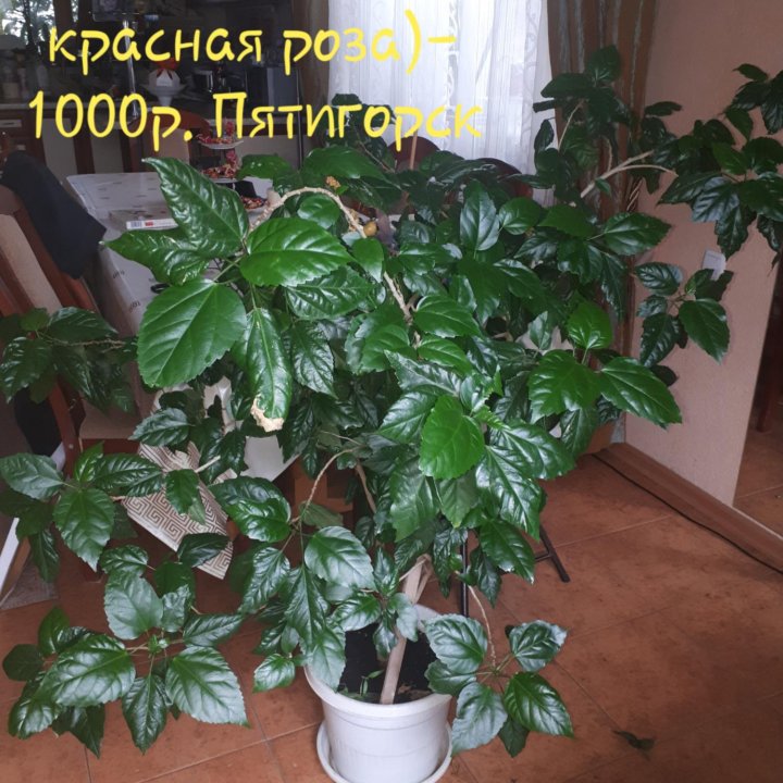 Комнатные цветы