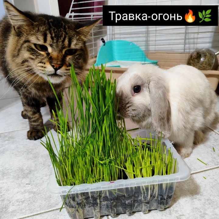 Трава для кошек, кроликов