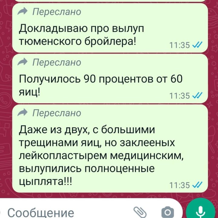 Инкубационное яйцо Тюменский бройлер