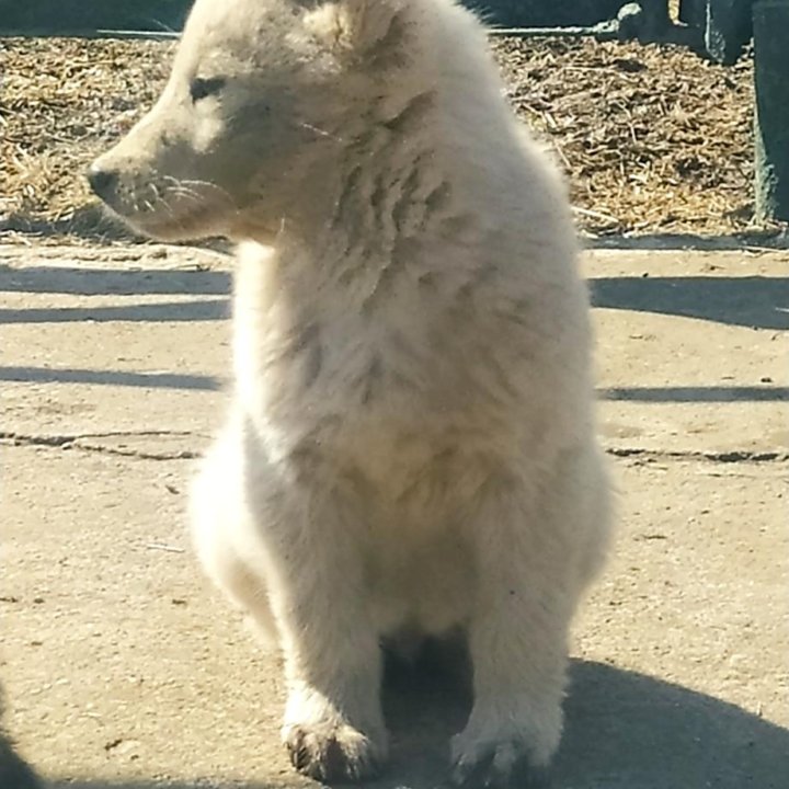 Щенки в добрые руки