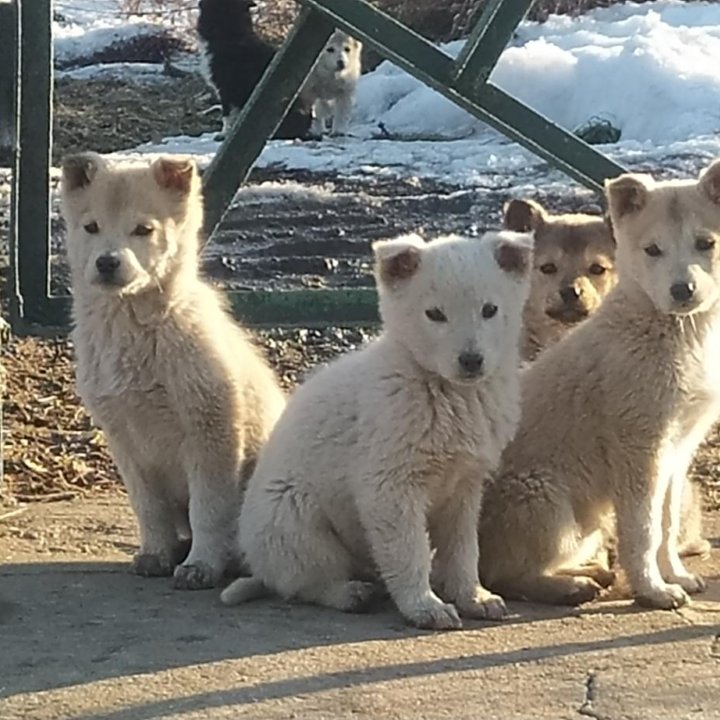 Щенки в добрые руки