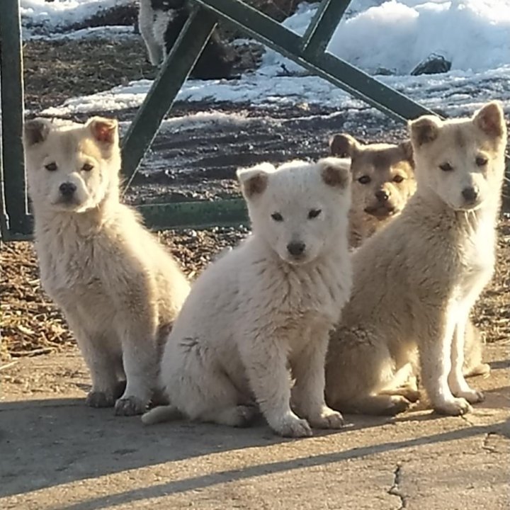 Щенки в добрые руки