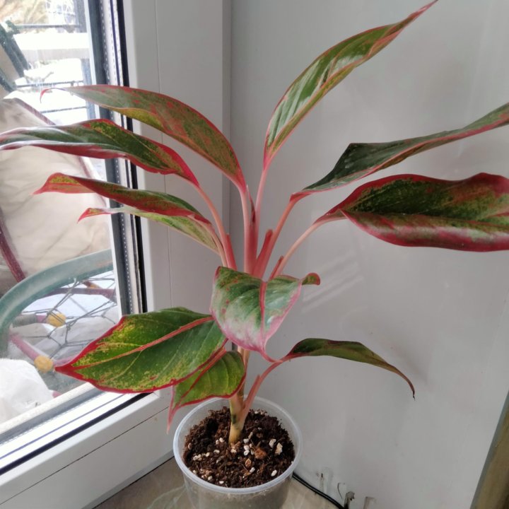 Аглонема Крит