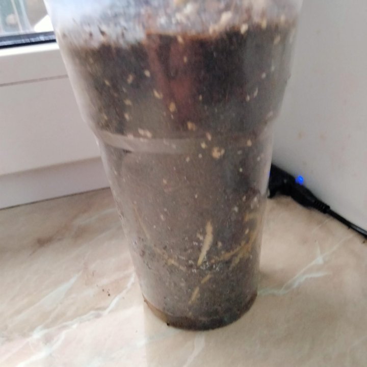 Аглонема Крит