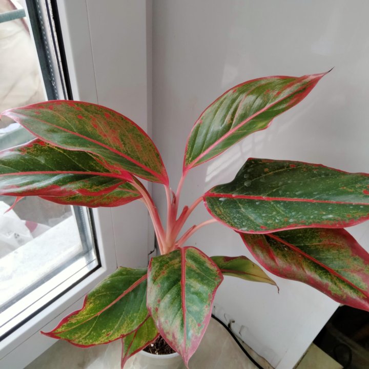 Аглонема Крит