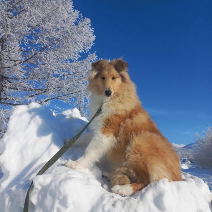 Щенок колли д/ш