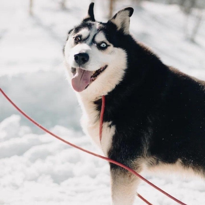 Собака Михась