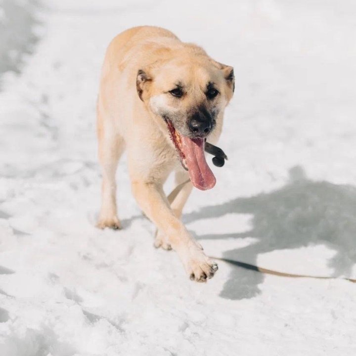 Собака Добби