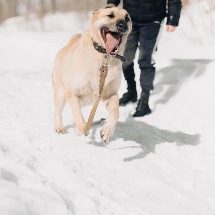 Собака Добби