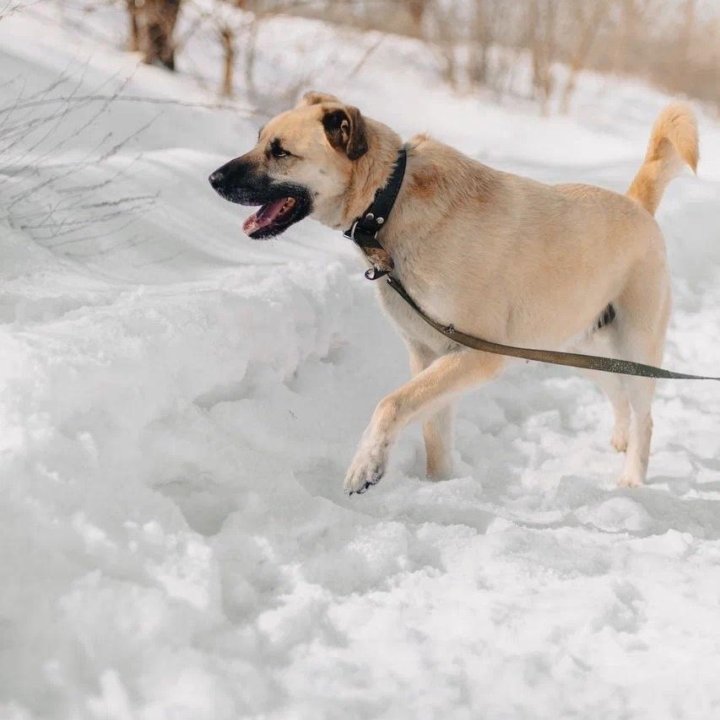 Собака Добби