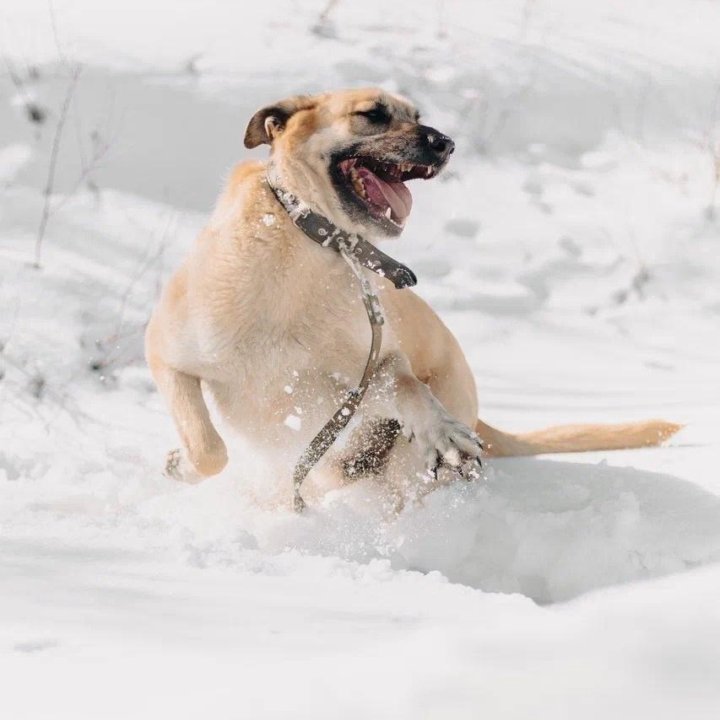 Собака Добби