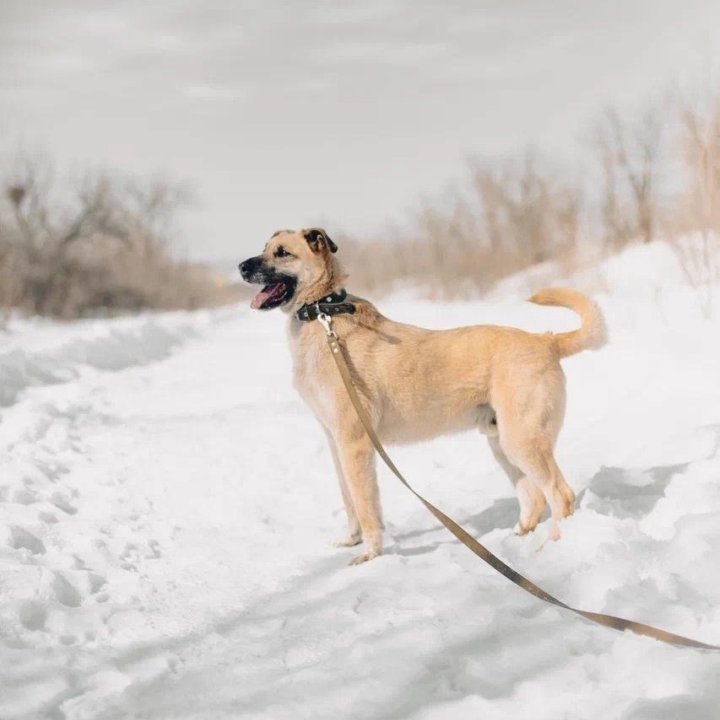 Собака Добби