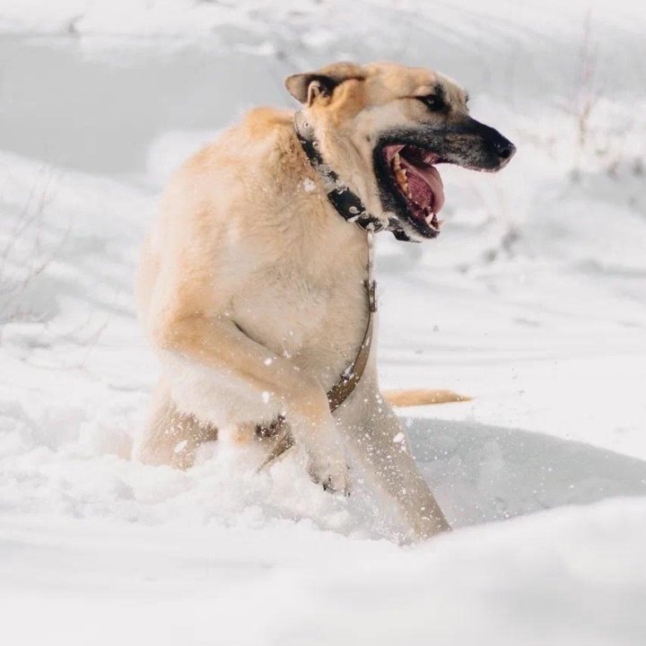 Собака Добби