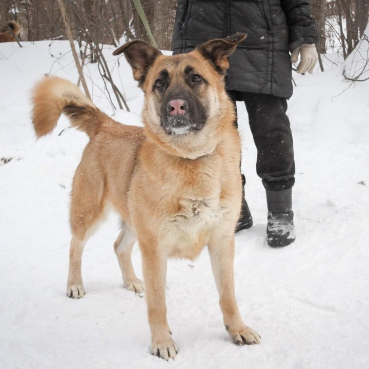 ЖУЛЬКА в ПОИСКАХ ДОМА!