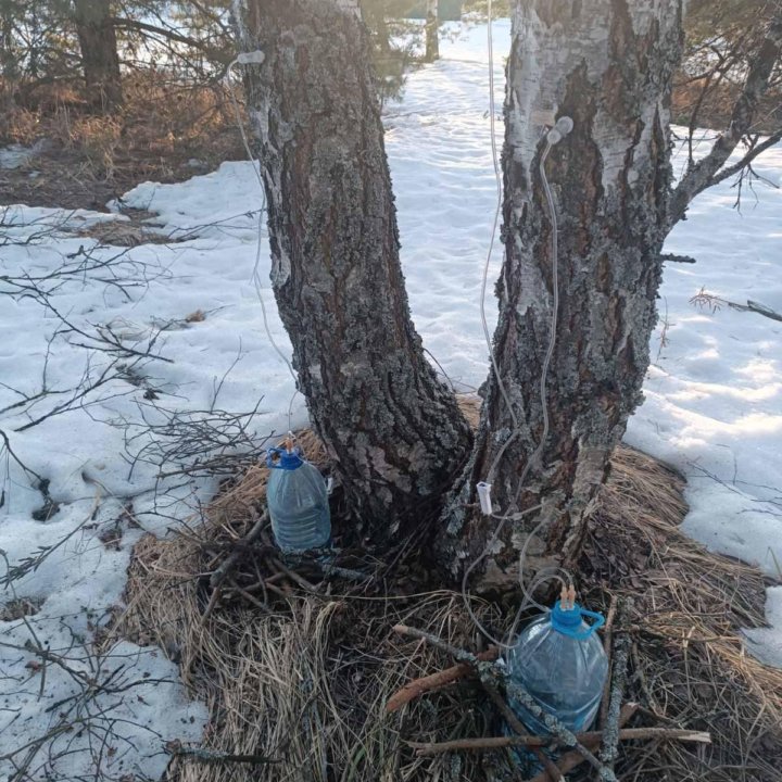 Волшебный сок из березы