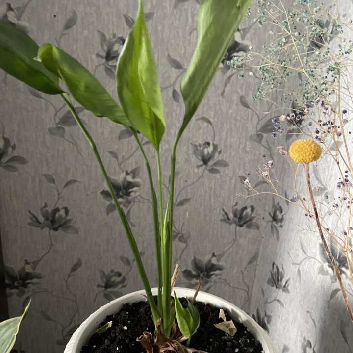 Спатиффилум