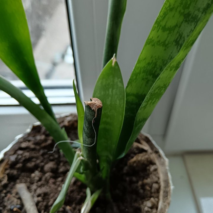 Сансевиерия