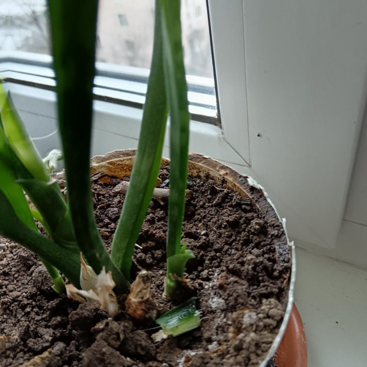 Сансевиерия