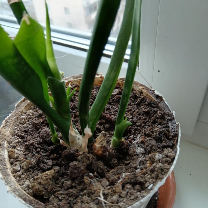 Сансевиерия