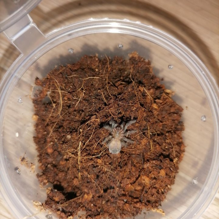 Паучата Brachypelma albopilosum