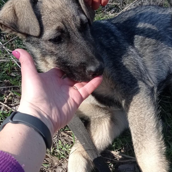 Щенок Альфа,5.5 мес