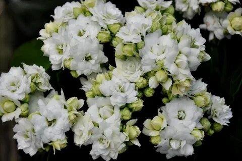 Каланхоэ, белый цветочки