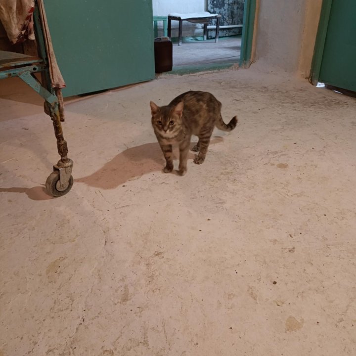 Кошка ласкушка