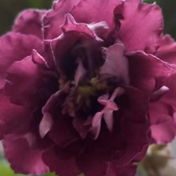 Фиалка сортовая