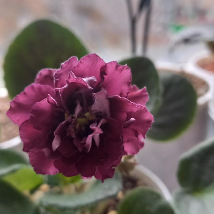 Фиалка сортовая