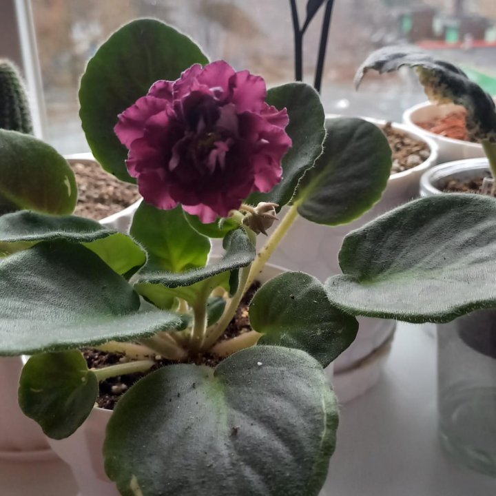 Фиалка сортовая