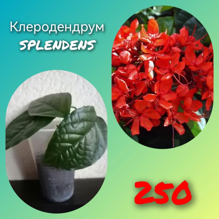 Клеродендрум splendens