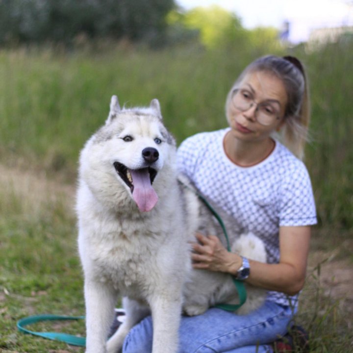 Хаски во всей его красе Мэйс .3 г. в добрые руки