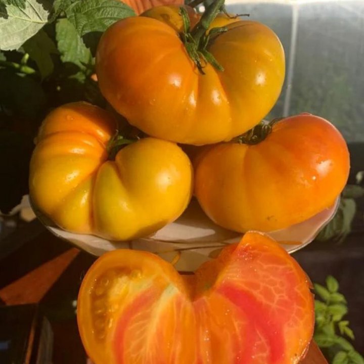 Рассада томатов коллекционных сортов