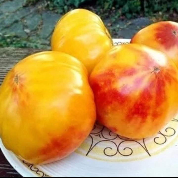 Рассада томатов коллекционных сортов