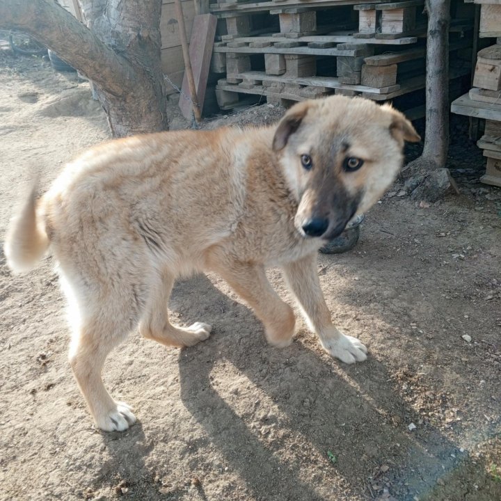 Собака мальчик в добрые руки