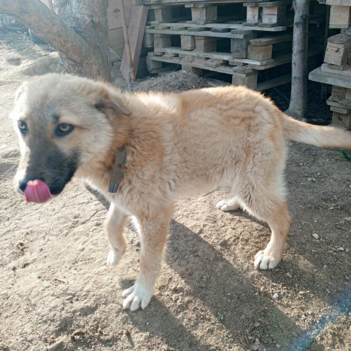 Собака мальчик в добрые руки