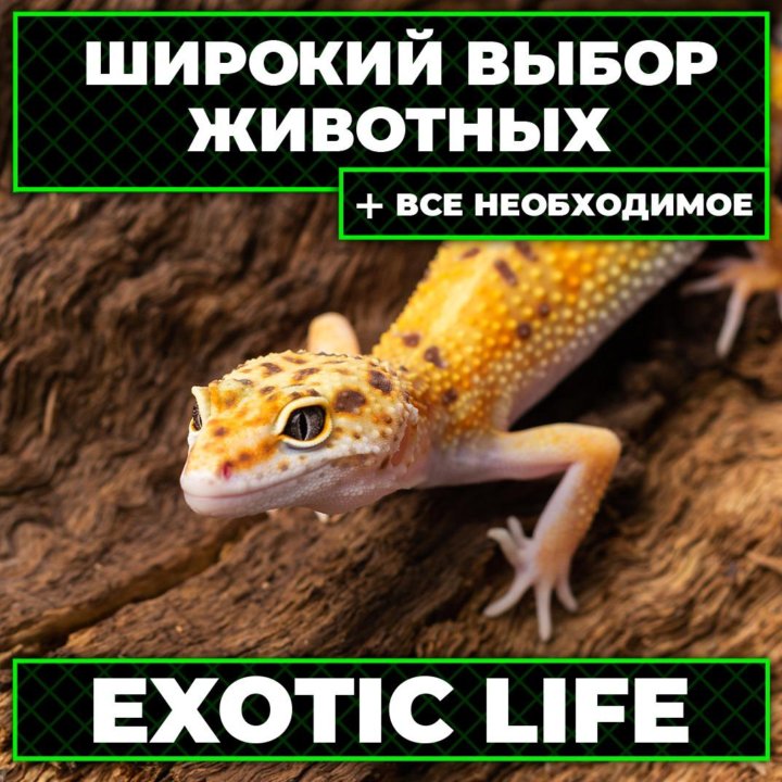 Эублефары